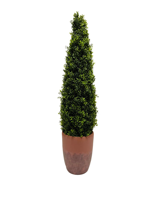60" Boxwood topiary in terra cotta pot