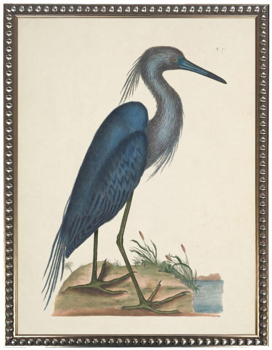 Vintage Waterbird Illustration